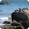 Cape Cod Birds