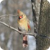 Female Cardinal, Backyard