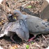 Mourning Dove and Chick, Backyard