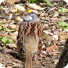 White Throated Sparrow, Backyard