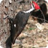 Pileated Woodpecker, Backyard