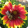 Bumble Bee and Sweat Bee on a Blanket Flower Bloom, Front Yard