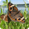 Common Buckeye Butterfly, Eagle Creek Park, Indiana