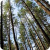 Pines In Yellowwood