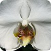 Face of an Orchid